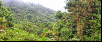 skytrek over a valley 
 - Costa Rica