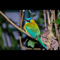 sleeping motmot night walk monteverde
 - Costa Rica