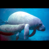 manatees
 - Costa Rica