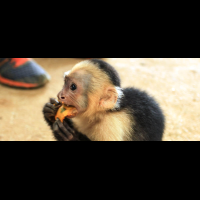 dominical in pictures white faced monkey 
 - Costa Rica