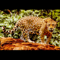 jaguar
 - Costa Rica