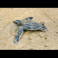 one baby leatherback turtle sprinting to the ocean at playa bonita limon
 - Costa Rica