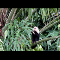 cano negro  capuchin monkey
 - Costa Rica
