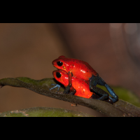 blue jeans frogs mating 
 - Costa Rica