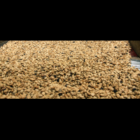 helaconia ranch coffee beans 
 - Costa Rica