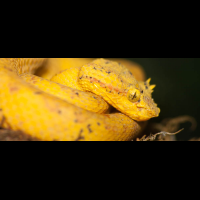 yellow pit viper monteverde
 - Costa Rica