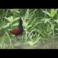 cano negro jacana 
 - Costa Rica
