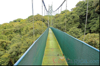 Hanging Bridge Skywalk Monteverde
 - Costa Rica