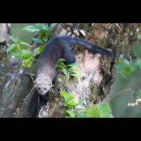 tayra on tree trunk
 - Costa Rica