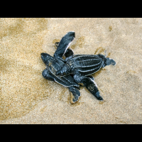 baby leatherback sea turtles playa bonita limon
 - Costa Rica