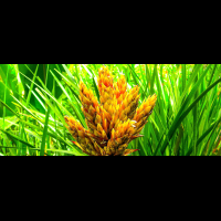 yellow bromeliad
 - Costa Rica