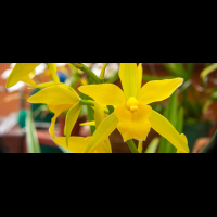 yellow orchids palmares
 - Costa Rica