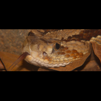 jumping pit viper waterfall gardens
 - Costa Rica