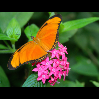 orange julia butterfly la paz
 - Costa Rica