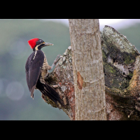 cano negro lineated woodpecker 
 - Costa Rica