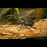 hercules beetle on trunk monteverde
 - Costa Rica