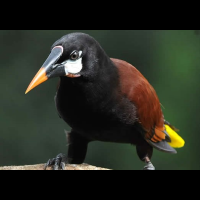 oropendola
 - Costa Rica