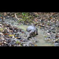 tapir sirena ranger station corcovado national park
 - Costa Rica