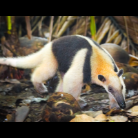 ant eater corcovado national park la leona station costa rica
 - Costa Rica