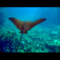 spotted eagle ray
 - Costa Rica