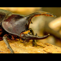 hercules beetle closeup monteverde
 - Costa Rica