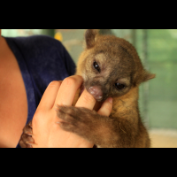 osa animal shelter blog young kinkajou 
 - Costa Rica