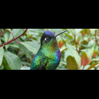 fiery throated hummingbird cerro de la muerte 
 - Costa Rica
