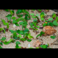 leaf cuter ants cahuita national park
 - Costa Rica