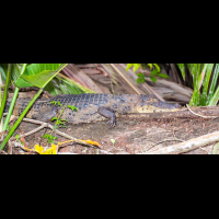 caiman on log tortuguero 
 - Costa Rica