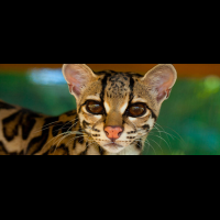 margay selva reserve carillo
 - Costa Rica