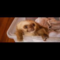 sloth sloth sanctuary limon
 - Costa Rica