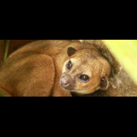 kids saving the rainforest attraction kinky the kinkajou 
 - Costa Rica
