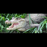 cano negro caiman 
 - Costa Rica
