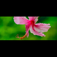 pink hibiscus casa de orquideas 
 - Costa Rica