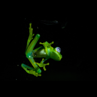 glass frog sticked to a window monteverde
 - Costa Rica