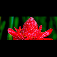 ginger flower 
 - Costa Rica