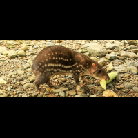 osa animal sanctuary tour page paca 
 - Costa Rica