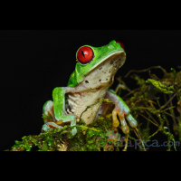 red eyed green tree frog perched on a branch during the night
 - Costa Rica