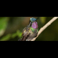 hummingbird monteverde
 - Costa Rica