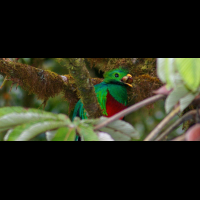 quetzal in monteverde 
 - Costa Rica