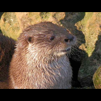river otter
 - Costa Rica
