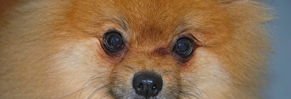 pomeranian frontal portrait
 - Costa Rica