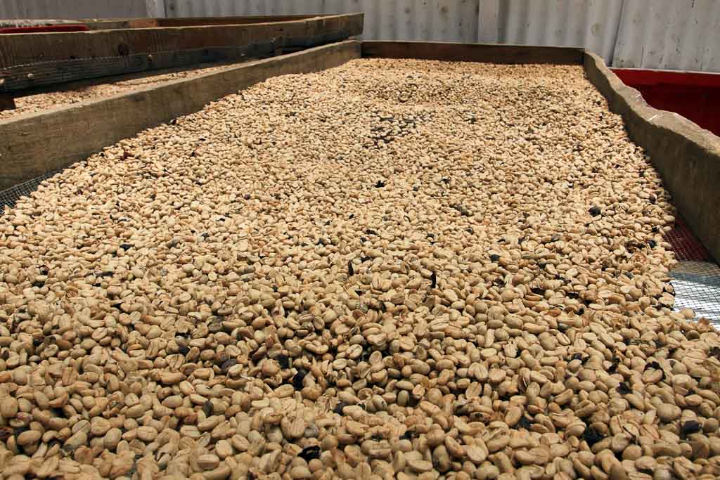 helaconia ranch coffee beans 
 - Costa Rica