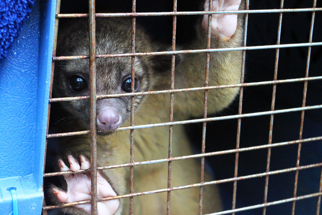 releasing the kinkajou blog kinkajou 
 - Costa Rica
