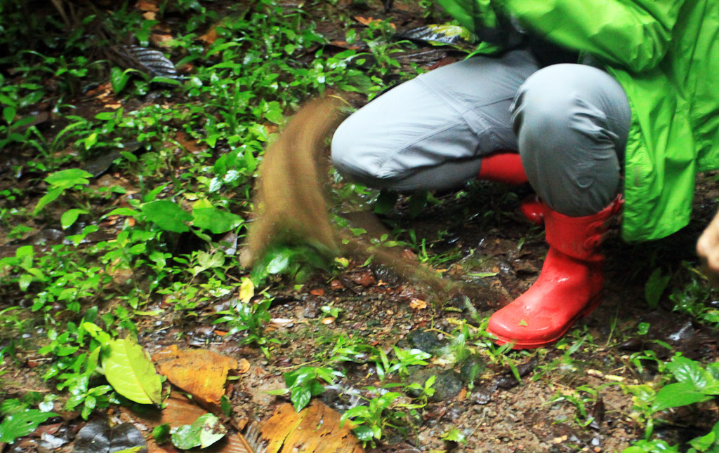 releasing the kinkajou blog release 
 - Costa Rica