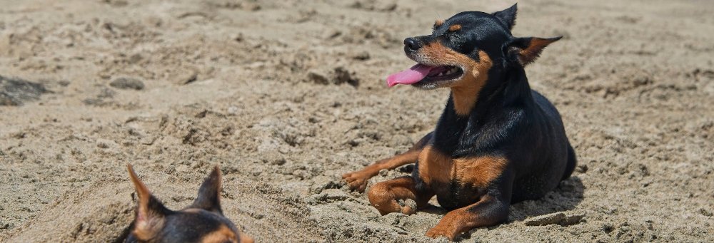 dobermann pinscher miniature sunbathing on playa avellanas
 - Costa Rica